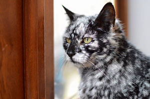 19-летний черный кот превратился в «мраморного красавца»!