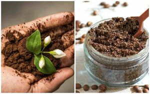Кофейная гуща в качестве удобрений для домашних растений