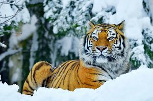 Как в России стараются защитить тигров в дикой природе