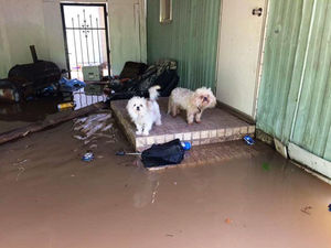 Отец и сын спасли 40 собак, брошенных во время наводнения.
