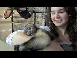 Душещипательное видео встречи обезьянки со своими хозяевами, которых она не видела целый месяц