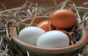 Коричневые или белые: какие куриные яйца считаются полезнее, и почему они по-разному стоят