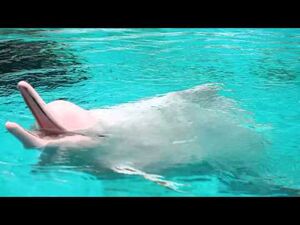 Редкое животное наяву: розовый дельфин! 