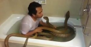Видео пугающее, но за кадрами скрывается жуткая правда об укротителях змей