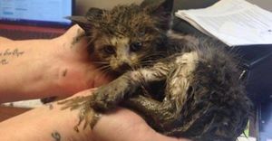 Котенок застрял в грязи и чуть не замерз до смерти