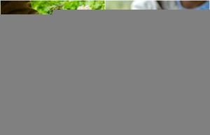 Как мёд превратили в оружие, и почему сегодня он такой дорогой