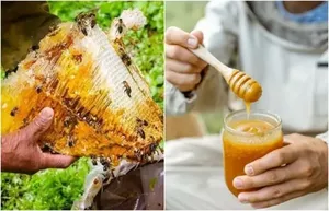 Как мёд превратили в оружие, и почему сегодня он такой дорогой