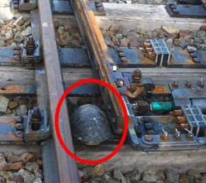 В Японии на железнодорожных путях построили туннели для черепах