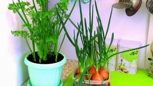 Огород на подоконнике: выращиваем лук, чеснок и морковь на зелень