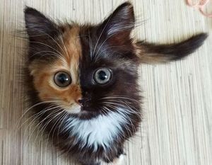 Эта кошка с необычной расцветкой поднимает настроение!