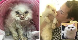 Брошенная тяжелобольная кошка была спасена добрейшей и заботливой женщиной!