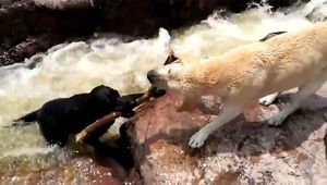 Пес спас тонущего сородича из бурной реки