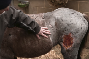 Брошенный пони с ужасными ранами и порезами получил второй шанс на жизнь