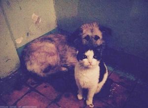 В Таганроге обсуждают подружившихся бездомных животных — кошку и собаку