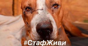 В Ярославле пса сильно избили и бросили умирать в мусорный бак