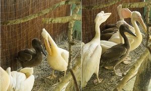 В Московском зоопарке появились птенцы у розового и кудрявого пеликанов