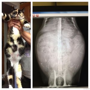 Фотографии беременных животных в рентгеновских лучах