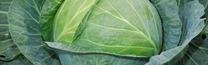 Характеристика сорта капусты Валентина — правила выращивания и ухода + фото
