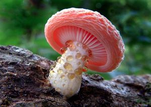 20 самых красивых и необычных фото грибов