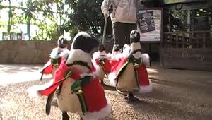 В Японии прошел рождественский марш пингвинов