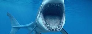 10 ужасающих нападений акул на людей