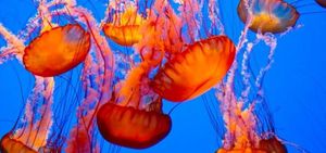 10 удивительных фактов о медузах