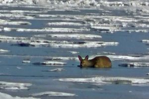Сотрудники заповедника спасли косулю, застрявшую на льду Байкала
