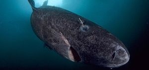 Хищные долгожители: Гренландские акулы способны жить до 272 лет