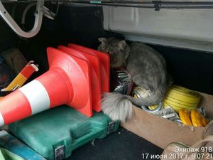 В Москве дорожный патруль спас кота мейн-куна, застрявшего в ограждении дороги