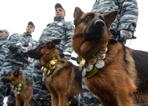 В Кемерово служебный пес несколько километров преследовал грабителя и настиг его