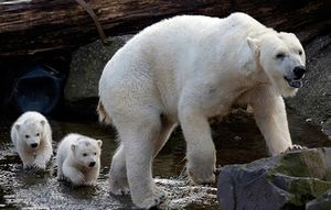 Туристический гид был оштрафован на 1500 долларов за отпугивание белых медведей в Норвегии