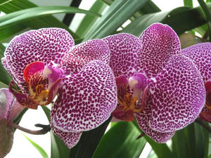 Болезни орхидей — фото и методы лечения