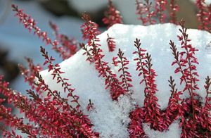 5 распространенных мифов о зимнем укрытии растений
