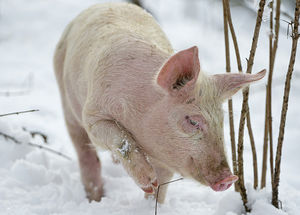 Китайцы вывели худых, но морозоустойчивых свиней