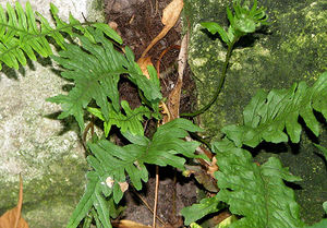 Многоножка — папоротник (Polypodium)