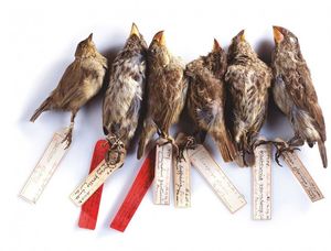 Биологи проследили за появлением нового вида птиц