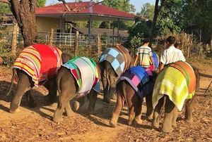 В Мьянме слонят спасают яркими и теплыми одеялами