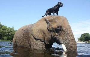 10 примеров прекрасной и необычной дружбы животных