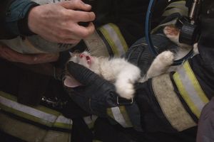 В Волгограде умерший при пожаре кот воскрес на руках у спасателя