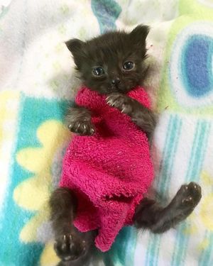 Селена - маленький котенок в одежде из носков