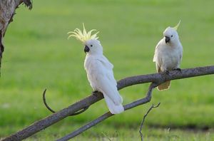 Опасная Австралия. 10 самых коварных попугаев Сиднея