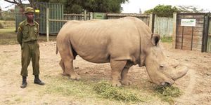 Единственного северного белого носорога спасли от мучений, усыпив его