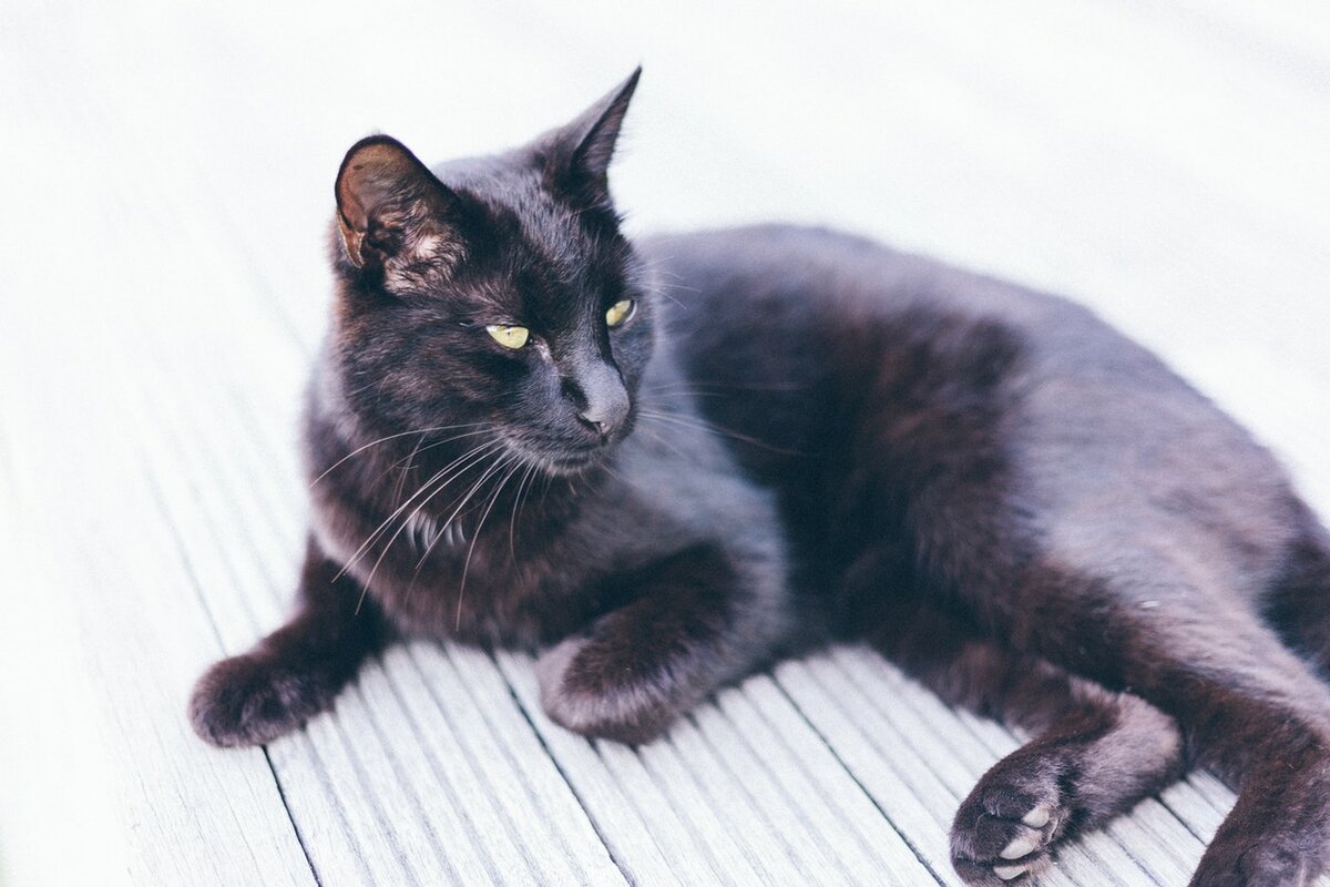 Черный кот породы Корат