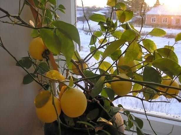 Лимон сбрасывает листья — что делать и как его оживить