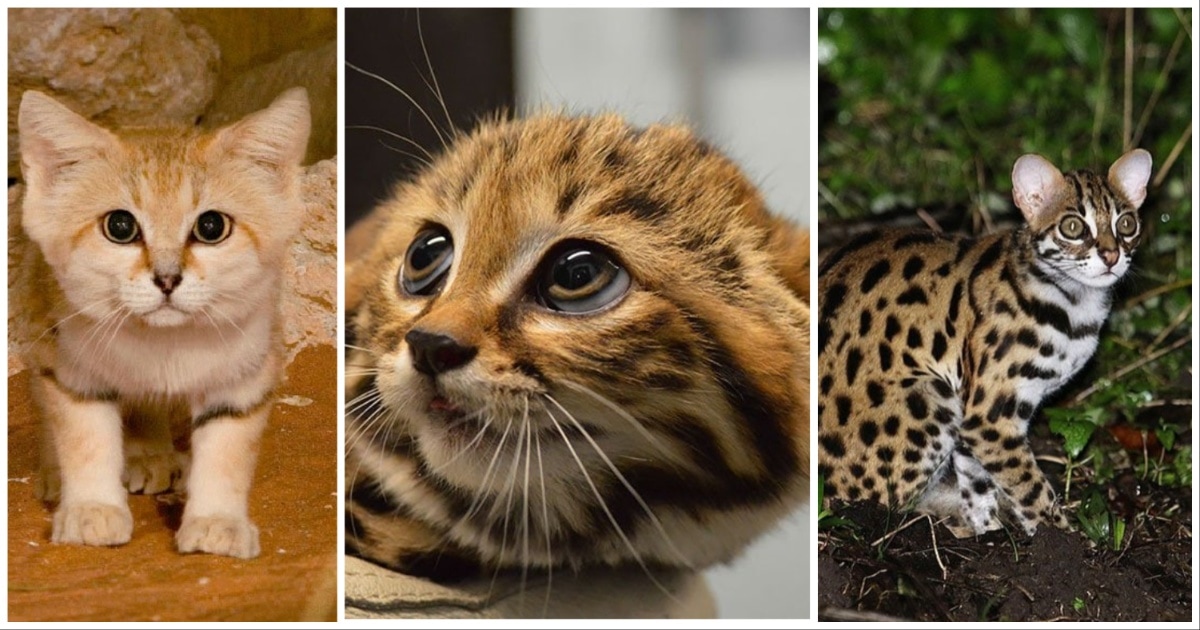 Вы и половины не знали! 21 редкий вид диких кошек чарующей красоты