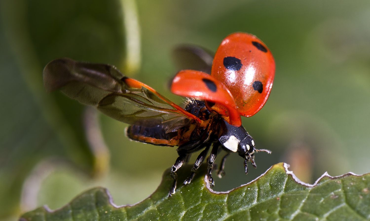 Божьи коровки (Coccinellidae)