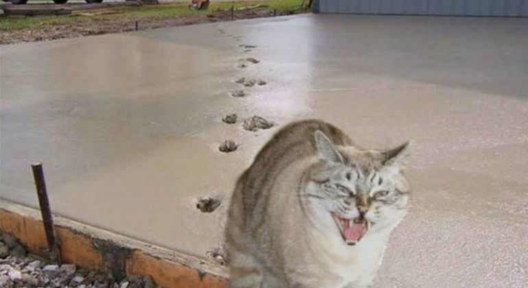 кошка в бетоне