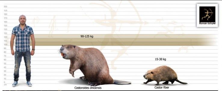 Рост бобра. Гигантский вымерший бобер. Бобр в сравнении с человеком. Предок бобра размером с медведя.