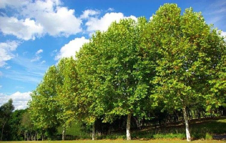 Значение деревьев у славян