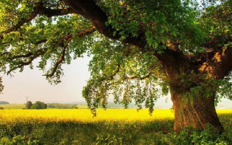 Значение деревьев у славян